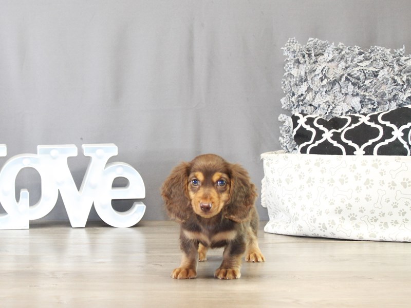 Dachshund – 21498
