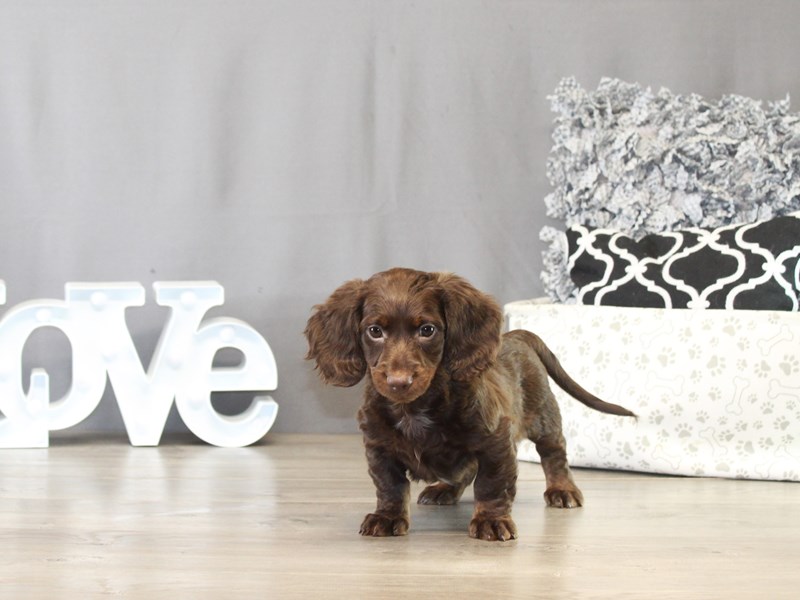 Dachshund – 21497