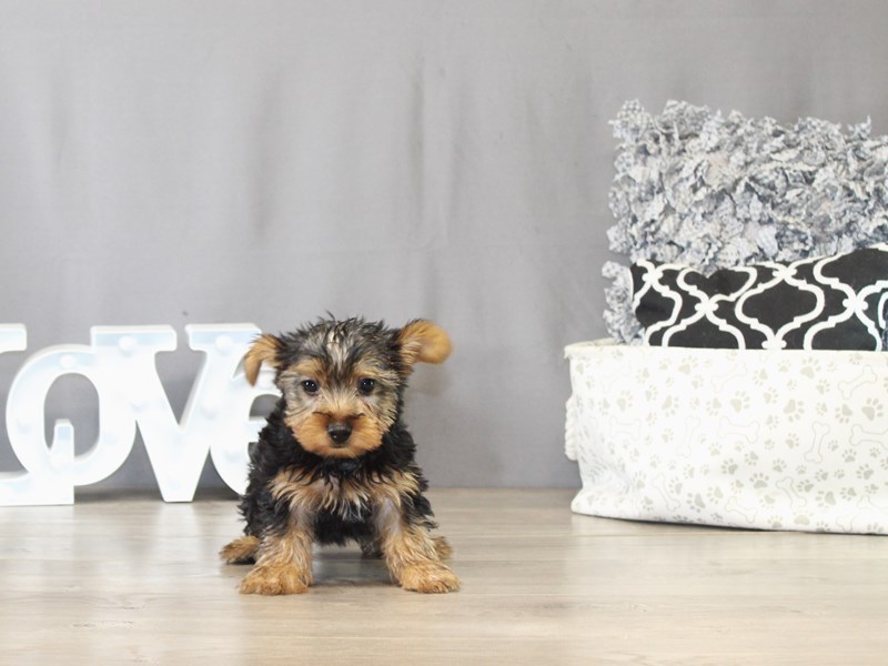Yorkshire Terrier – 21496