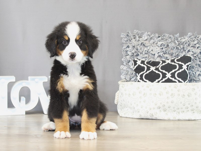 Bernese Mountain Dog – 21495
