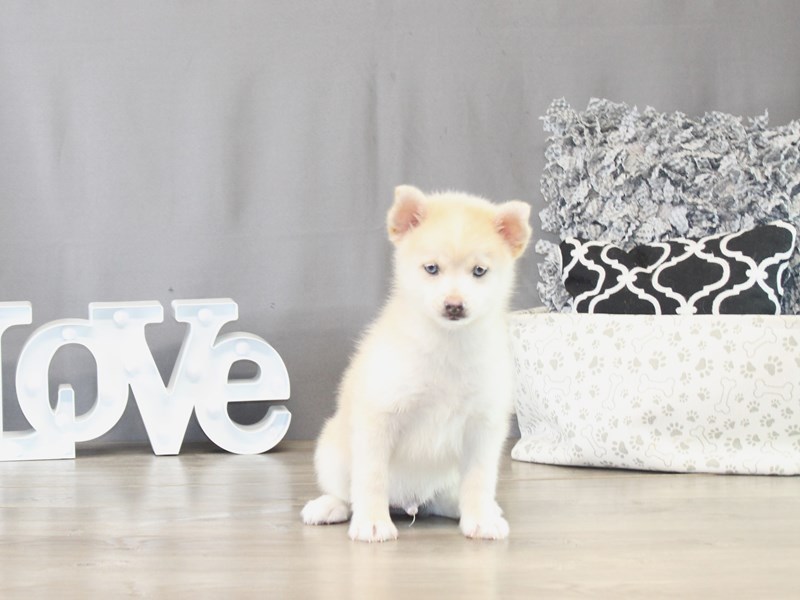 Pomsky – 21494