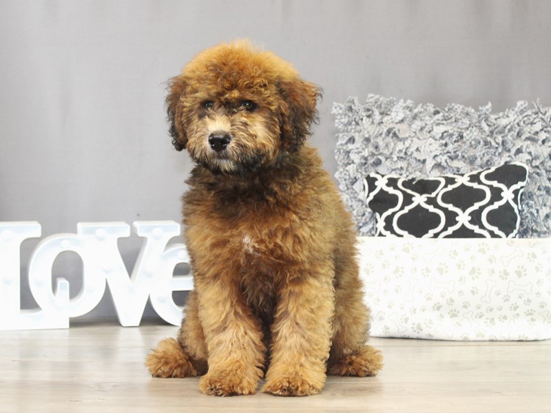 Whoodle – 21493