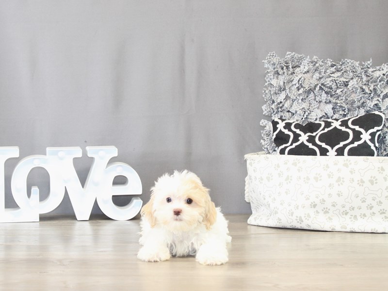 Shihpoo – 21492