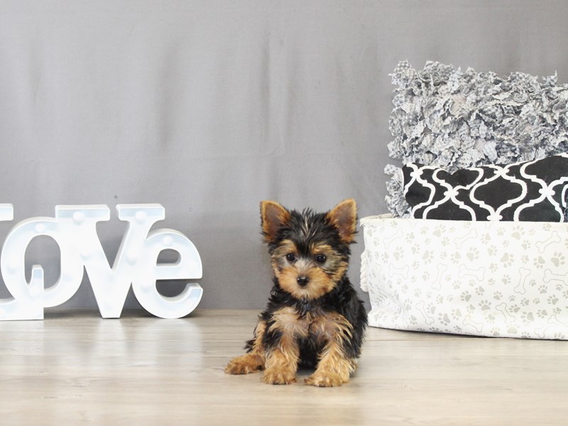 Yorkshire Terrier – 21491