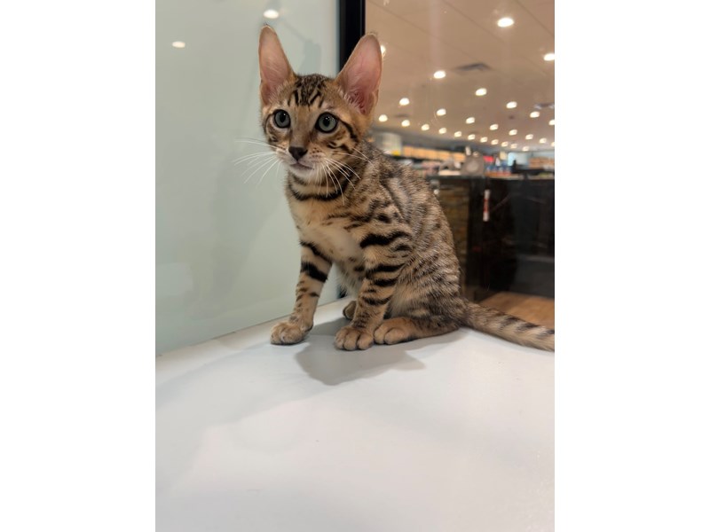 Bengal - 21522