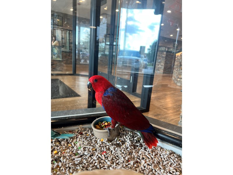 Eclectus - B282