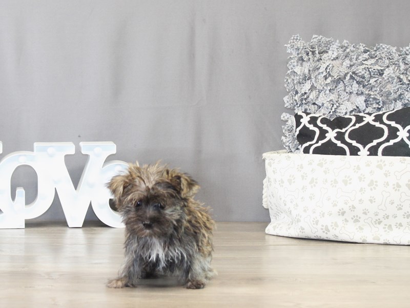 Morkie – 21508