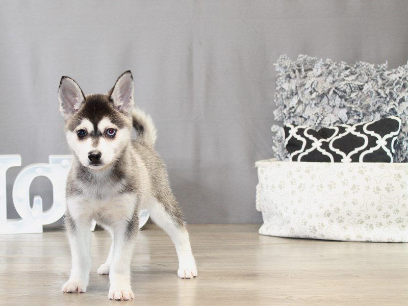 Alaskan Klee Kai – 21500