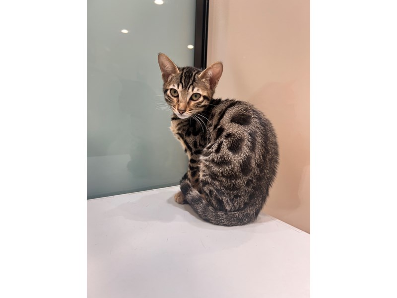Savannah Cat - 21446