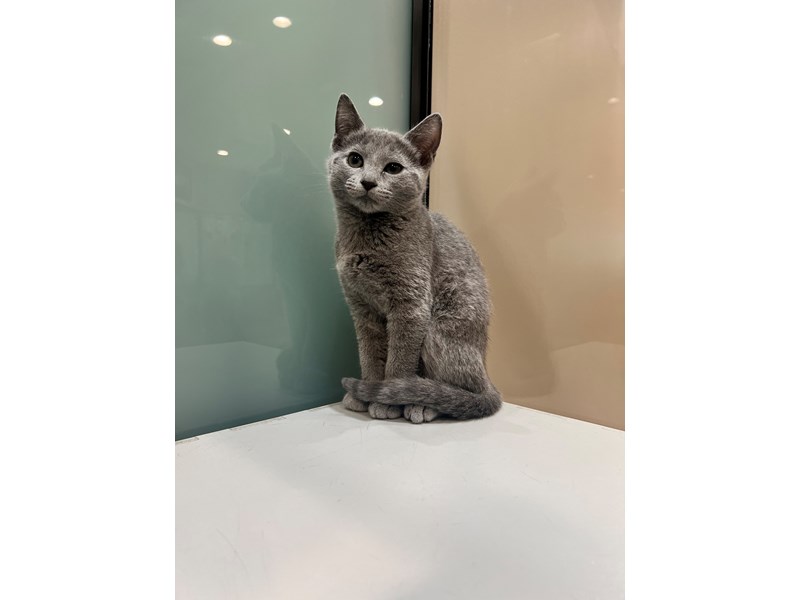 Russian Blue - 21464