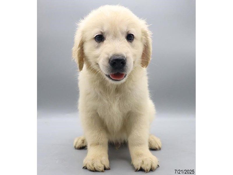 Golden Retriever – 21531