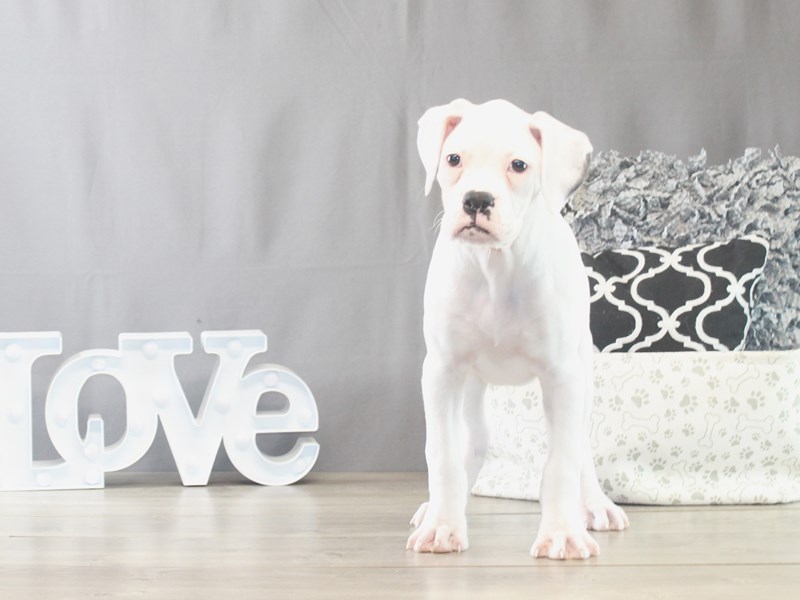 Boxer – 21528