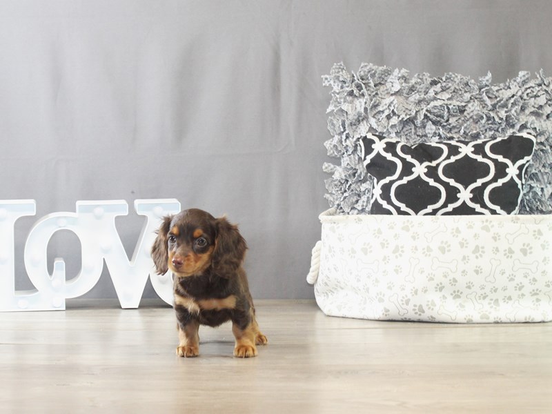 Dachshund – 21542