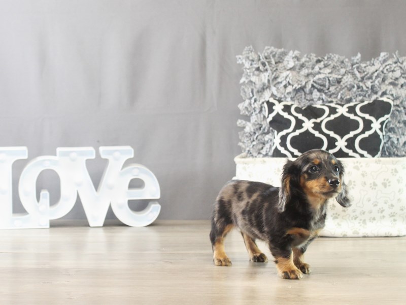 Dachshund – 21541