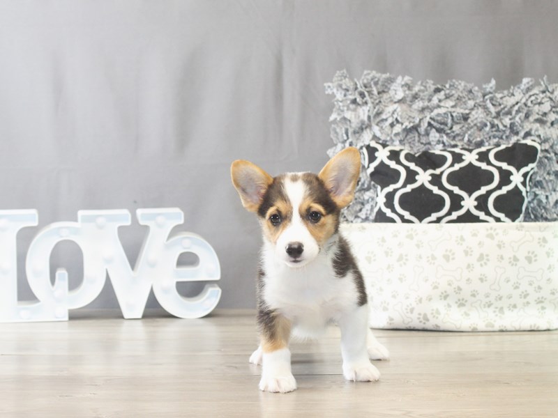 Pembroke Welsh Corgi – 21537