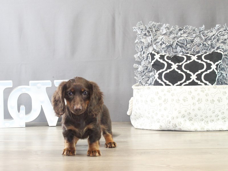 Dachshund – 21536