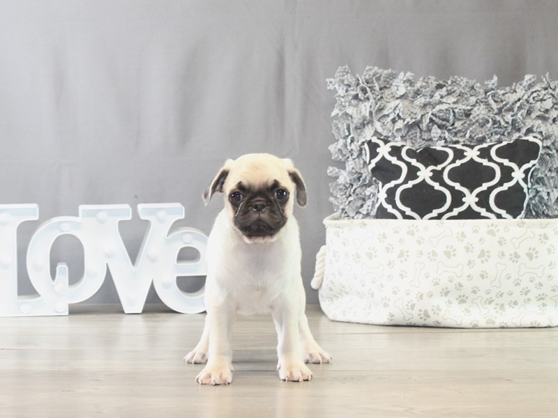 Pug – 21535