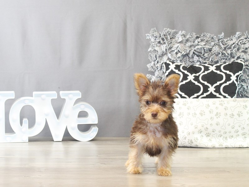 Yorkshire Terrier – 21534