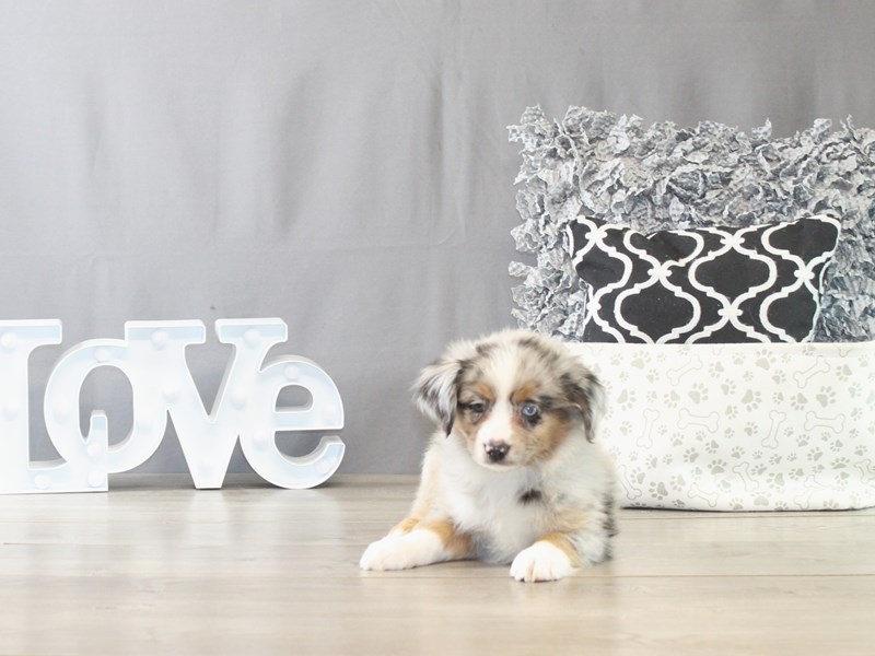Miniature American Shepherd – 21532