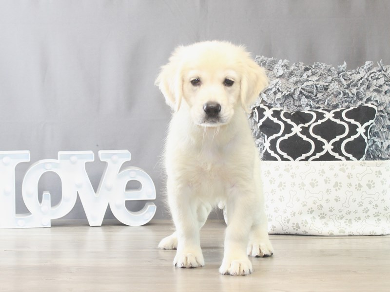 Golden Retriever – 21531