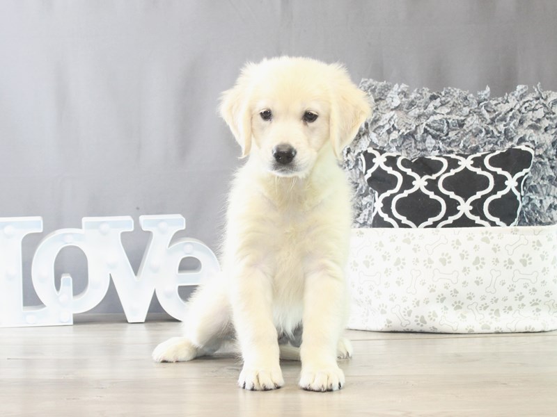 Golden Retriever – 21530
