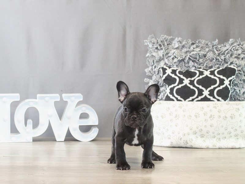 French Bulldog – 21525