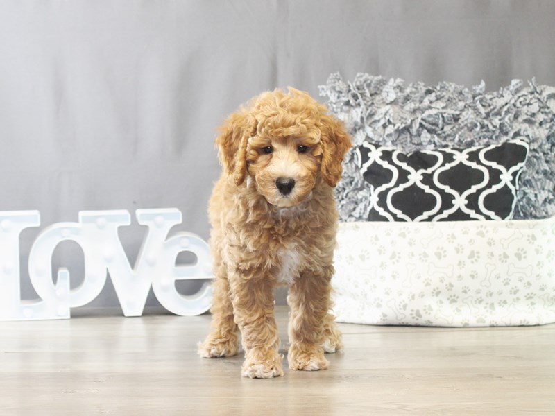 Mini Goldendoodle – 21526