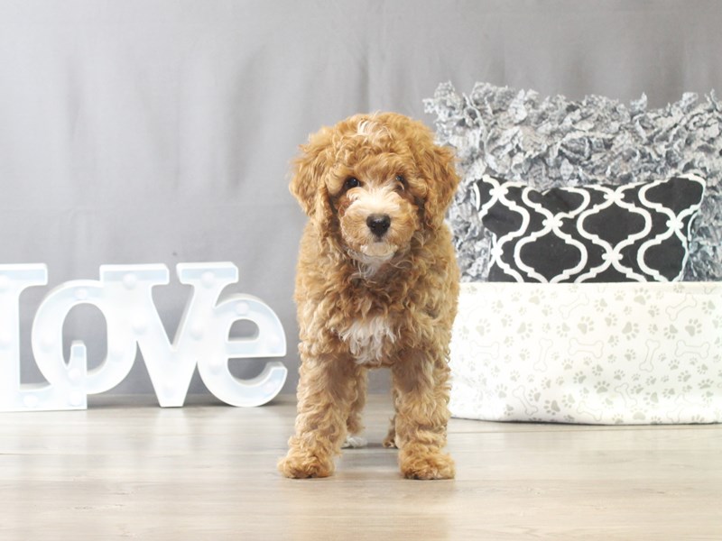 Mini Goldendoodle – 21527