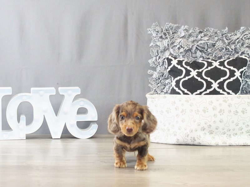 Dachshund – 21540