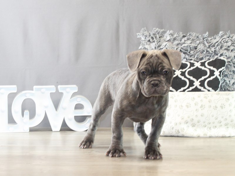 French Bulldog – 21539