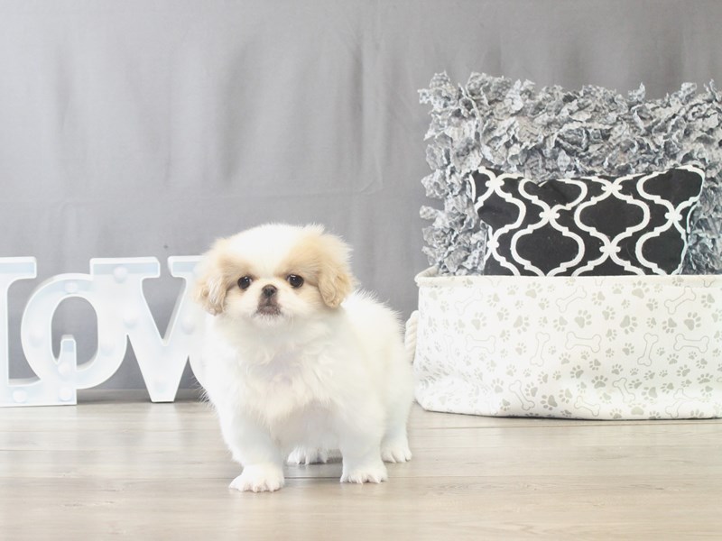 Pekingese – 21538