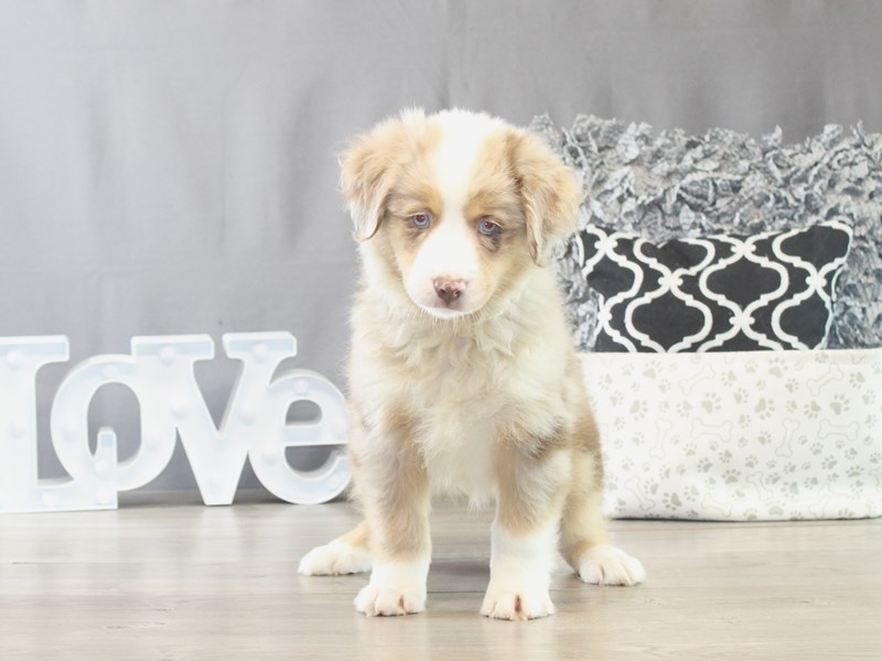 Miniature American Shepherd – 21533