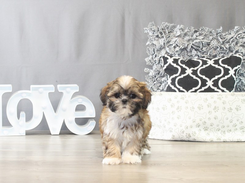 Shih Tzu – 21529