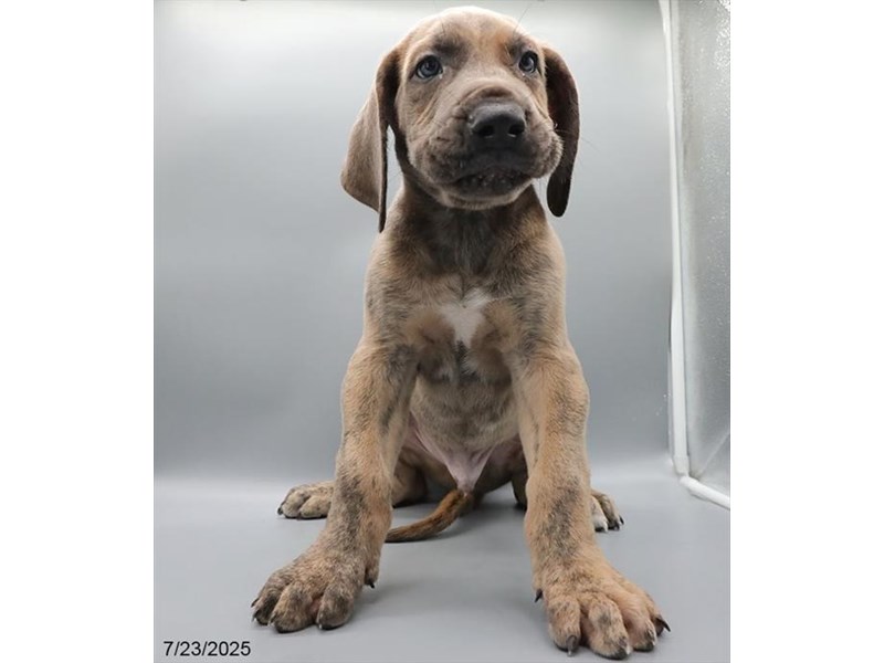 Great Dane – 21545