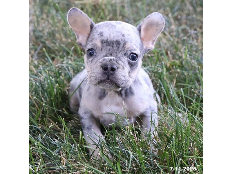 French Bulldog – 21547
