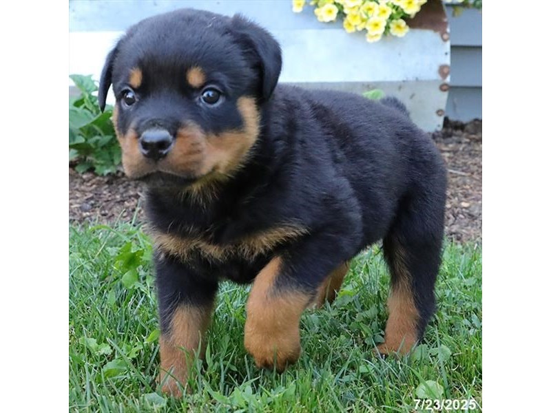 Rottweiler – 21548