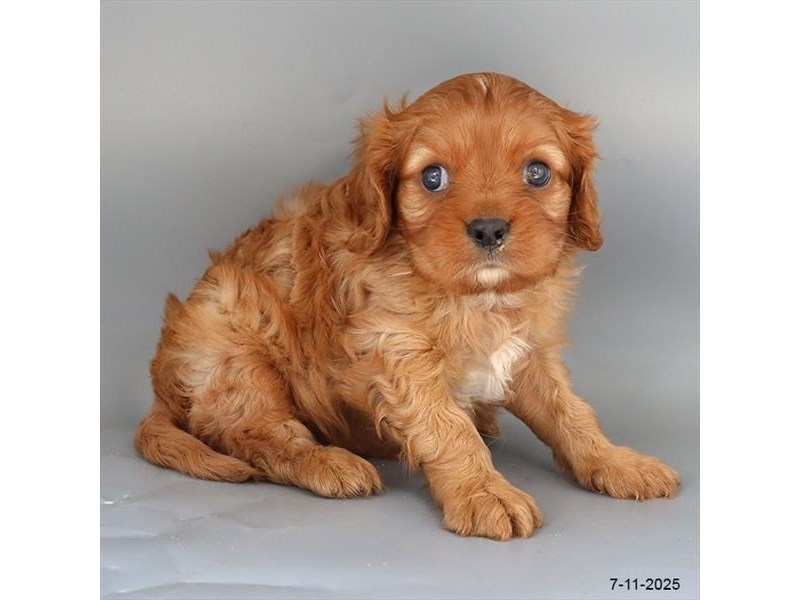 Cavalier King Charles Spaniel – 21550