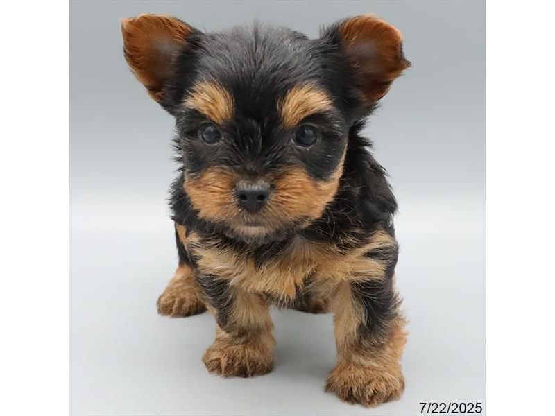Yorkshire Terrier – 21551