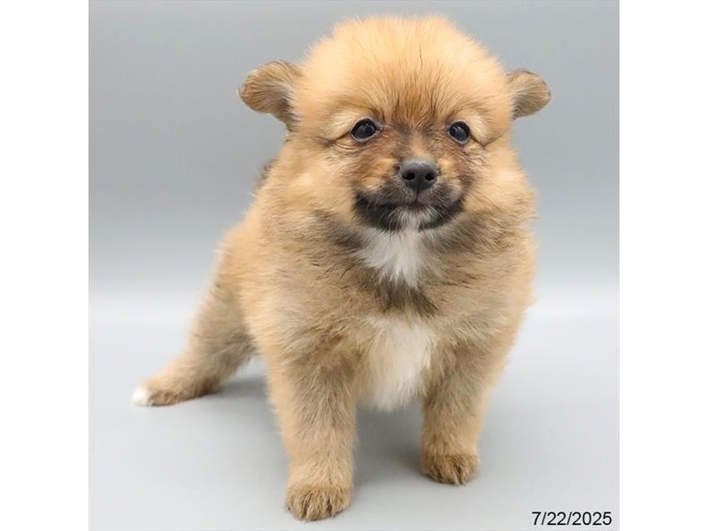 Pomeranian – 21552