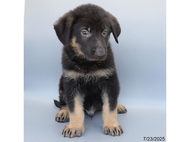 German Shepherd Dog – 21554