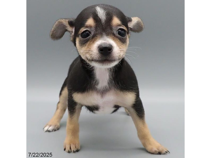 Chihuahua – 21556