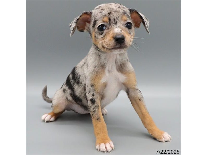 Chihuahua – 21557