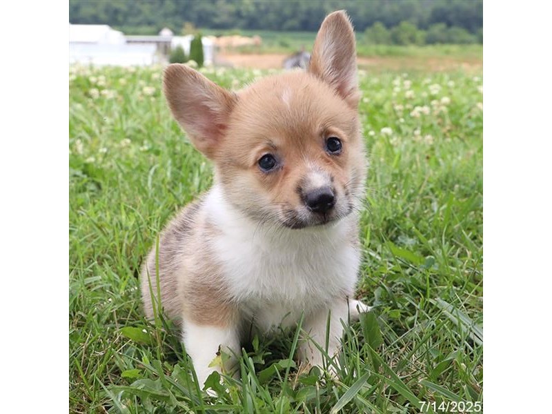 Pembroke Welsh Corgi – 21558