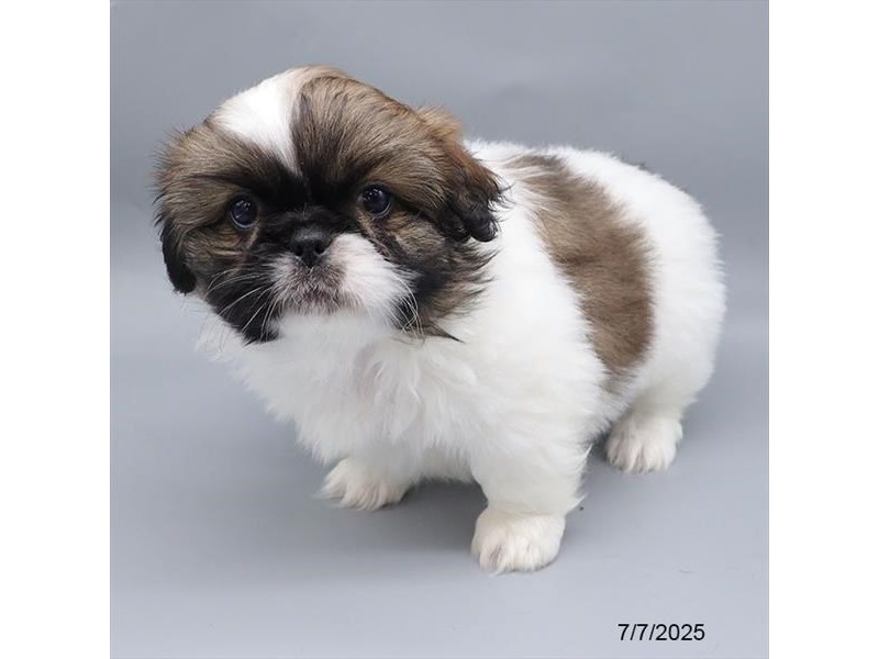 Pekingese – 21559