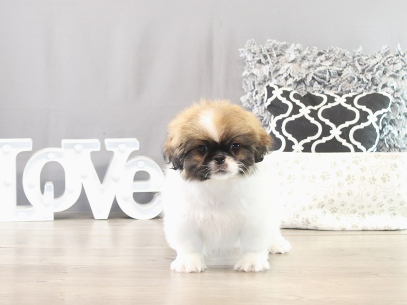Pekingese – 21559