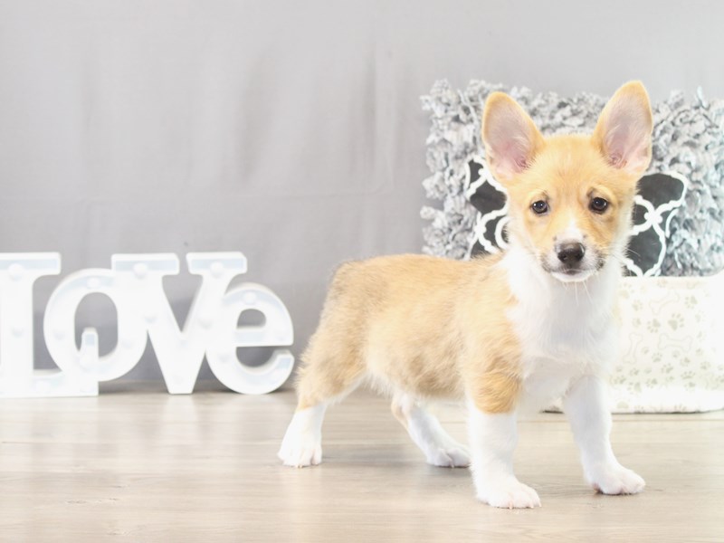 Pembroke Welsh Corgi – 21558
