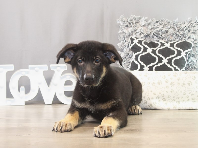 German Shepherd Dog – 21554