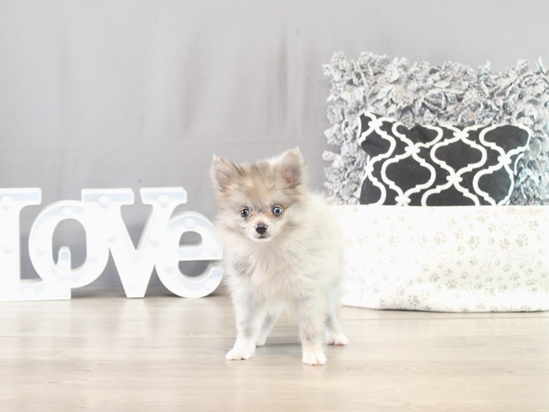 Pomeranian – 21553