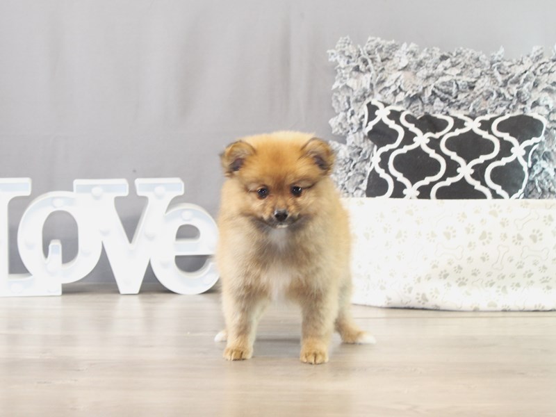 Pomeranian – 21552