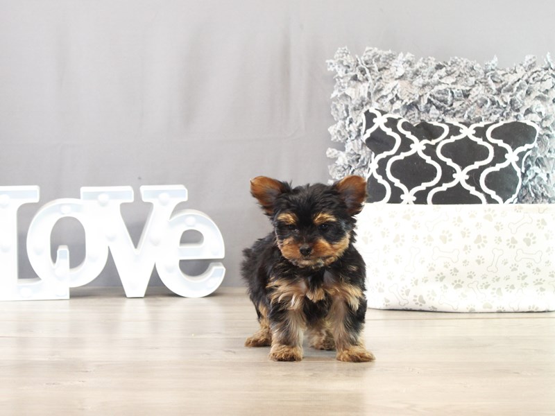Yorkshire Terrier – 21551